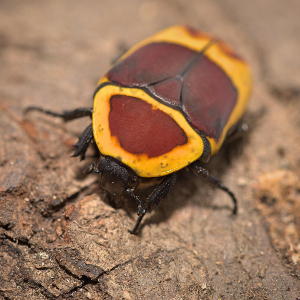 Pachnoda Marginata Peregrina Geckonia