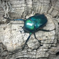 Dicronorhina derbyana oberthuri