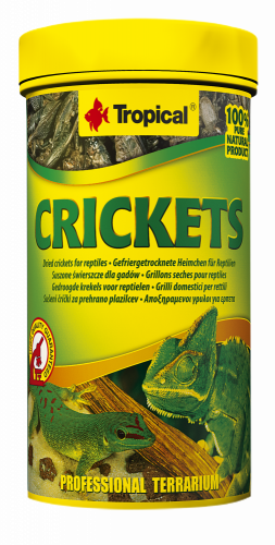 Tropical Crickets
