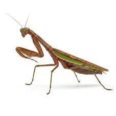 Tenodera aridifolia