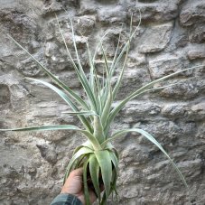 Tillandsia straminea