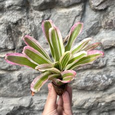 Neoregelia - fireball variegata