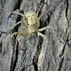 Heteropoda venatoria