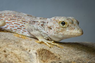 Pristurus carteri - nově v chovu