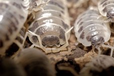 Porcellio laevis - Dairy cow