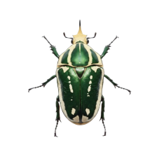 Mecynorhina torquata ugandensis - Green