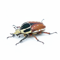 Mecynorhina torquata ugandensis - Black/Brown