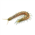 Scolopendra morsitans "Yellow Tiger"