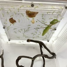 Alalomantis muta