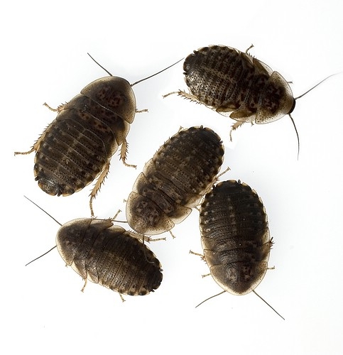 Šváb argentinský (Blaptica dubia)