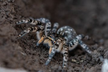 Výprava za Slíďák tatarský (Lycosa singoriensis)
