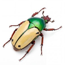 Eudicella loricata