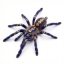 Poecilotheria metallica