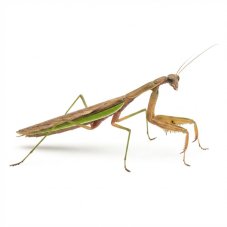 Tenodera sinensis