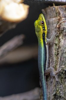 Phelsuma klemmeri