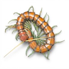Scolopendra sp. Mint legs