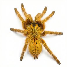 Pterinochilus murinus RCF