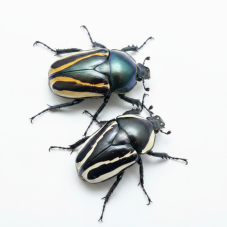 Dicronorhina derbyana conradsi
