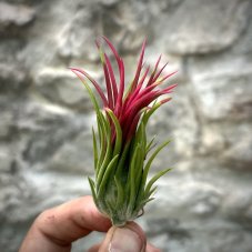 Tillandsia ionantha fuego