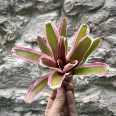 Neoregelia - Mini