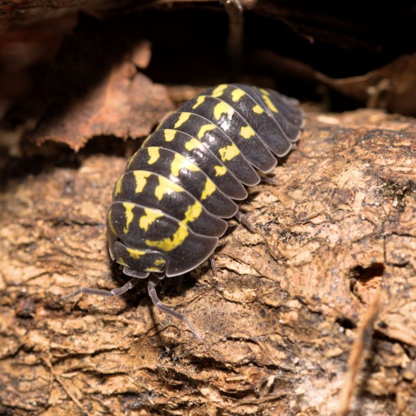 Armadillidium gestroi