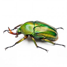 Eudicella schultzeorum