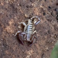 Euscorpius sp.