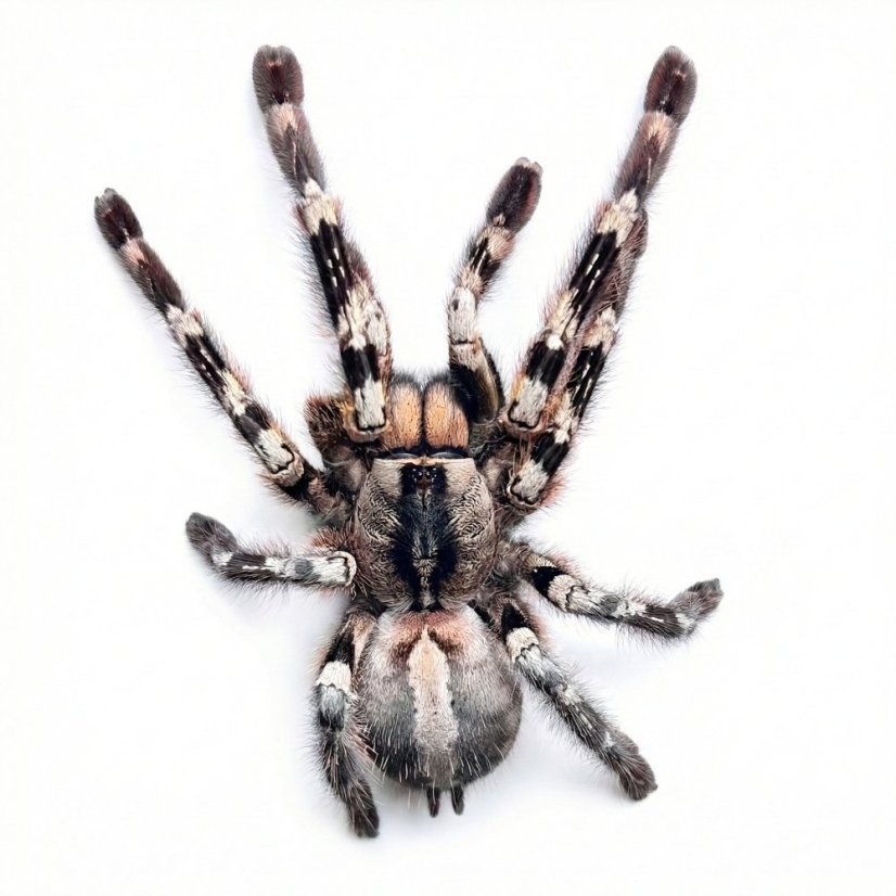 Poecilotheria regalis