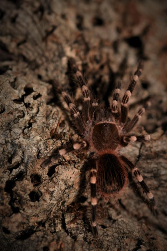 Acanthoscurria geniculata