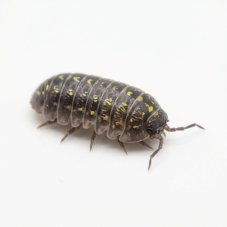 Armadillidium vulgare