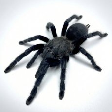 Chilobrachys sp. Kaeng Krachan