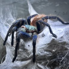 Chromatopelma cyaneopubescens