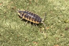 Porcellio ornatus yellow