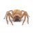 Heteropoda javana
