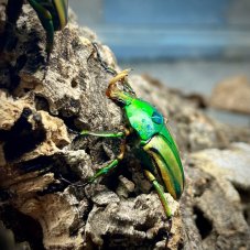 Eudicella frontalis