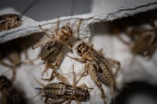 Cvrček banánový Střední 10 - 15 mm