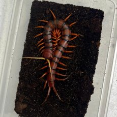 Scolopendra sp. White beard