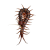 Scolopendra sp. White beard