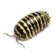 Armadillidium maculatum - Yellow zebra
