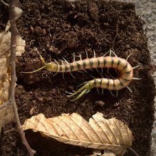 Scolopendra morsitans "Yellow Tiger"