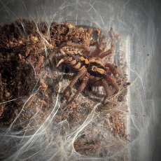 Hapalopus formosus