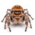 Phidippus regius Everglades