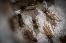 Cvrček banánový Super Micro do 3 mm