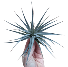 Tillandsia concolor