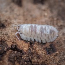 Armadillidium espanyoi