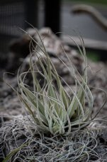 Tillandsia oaxacana