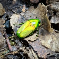 Chlorocala africana camerunica