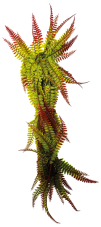 Repto Plant Vines Green Fern 60 cm