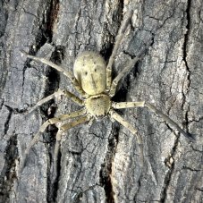Heteropoda venatoria