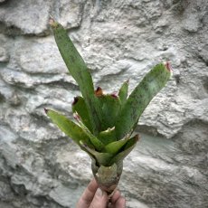 Neoregelia - Red Lips